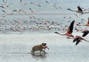 Am Nakurusee haben sich einige Hyänen auf die Flamingojagd spezialisiert.