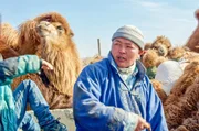 In Norwegen sind Kamele ungewöhnliche Tiere. Es ist nun notwendig, zu lernen, wie man sie trainiert.Zur ARTE-Sendung Bur und Bestla - 2 Kamele am Polarkreis In Norwegen sind Kamele ungewöhnliche Tiere. Es ist nun notwendig, zu lernen, wie man sie trainiert © Karl Erik Rikardsen Foto: ARTE
