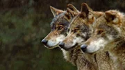Ein Rudel iberischer Wölfe ist in der unzugänglichen Bergwelt Nordportugals auf der Jagd.