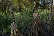 Die Kattas, die sich durch einen schwarz-weißen Ringelschwanz auszeichnen, kommen nur auf Madagaskar vor. Hier mussten sie erst lernen, sich auf den Sisal-Plantagen des Berenty-Naturreservats zurechtzufinden.Zur ARTE-Sendung Madagaskar - Bandenkrieg der Lemuren (2/5)  (2): In der Klemme Die Kattas, die sich durch einen schwarz-weiüen Ringelschwanz auszeichnen, kommen nur auf Madagaskar vor. Hier mussten sie erst lernen, sich auf den Sisal-Plantagen des Berenty-Naturreservats zurechtzufinden. Â© True To Nature Foto: ARTE France