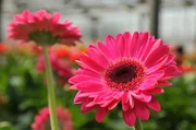 Gerbera.