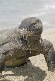 Dank seines Giftes kann der Komodowaran sogar große Beutetiere erlegen ...