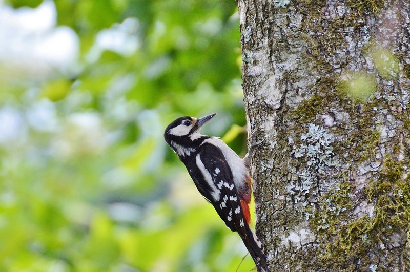 woodpecker