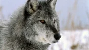 Wolf in der Tundra