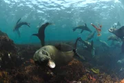 Auch für die Südafrikanischen Seebären bedeutet die Wanderung der Sardinen eine Menge Nahrung ...