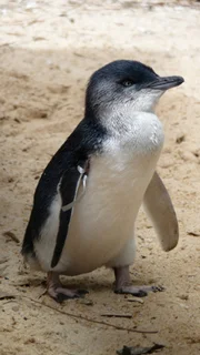 Im Tierkrankenhaus auf Phillip Island wird jeder Pinguin am Flügel mit einem bunten Band gekennzeichnet.