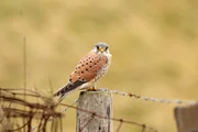 Turmfalke