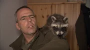 Der Wildtierexperte Derk Ehlert kann es kaum glauben – ein Waschbär als Haustier!
