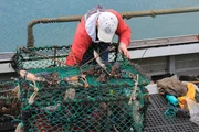 Hummerleid - auch Wirbellose empfinden Schmerzen"