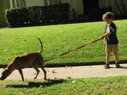 Bodie Nuss "walking" Calvin..