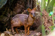 Pudu Hirsche haben nur die Größe eines kleinen Hundes. Ihre neugeborenen Kitze würden in ihre Handflächen passen. Sie sind somit die kleinsten Hirsche der Welt.