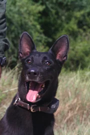 Mission, TX: A Border Patrol K9 is always on alert.