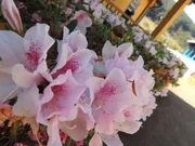 balcony, flowers, garden