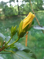 Hibiskus - geschlossene Blüte.