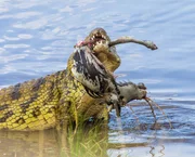 Nilkrokodil mit Beute