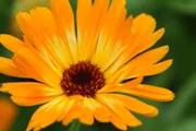 Ringelblume - Calendula.