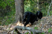 Schimpansen, Mahale Nationalpark.