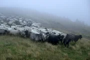 Schafherde in den Karpaten