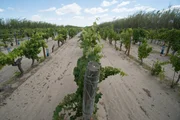 Vineyard of France.