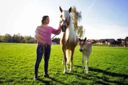 Haflinger erkennt man an ihrem typischen Aussehen. Ihr Fell ist hellbraun und die Mähne und der Schweif sind weißblond.