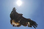 Seit drei Jahren ist Steinadler Sky im Einsatz.