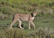 PHOENIX DAS TAL DES LEBENS – AFRIKAS RIFT VALLEY, TEIL 1, "Tierparadies unter Vulkanen", am Sonntag (15.06.14) um 20:15 Uhr.
Schön, schnell und elegant: Die Geparden der Serengeti.