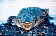 Krokodil.