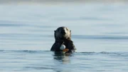 Der elf Wochen alte Südseeotter-Welpe Limpet muss erst noch lernen, den Unterschied zwischen Schalentieren und Plastikabfällen zu erkennen. Er hat einen der Tausenden von Golfbällen gefunden, die auf den vielen Küstengolfplätzen in der Region Monterey Bay im Pazifik landen.