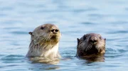 Was die zwei jungen Südseeotter im kalifornischen Monterey wohl so neugierig gemacht hat?