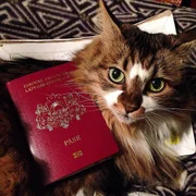 eine Katze mit einem Pass