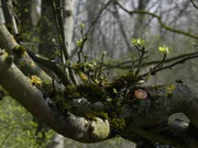 Ein "sanierter" Apfelbaum.