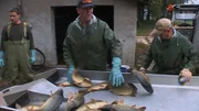 Karpfensortierung, Hans Schiessl mit Kollegen.