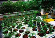 Marihuana