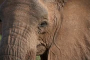 Elefant
