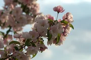 Blüten der Zierapfelart "Van Eseltine".