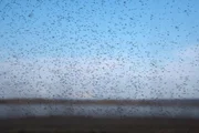 Episode 3. PICTURE SHOWS: Midges swarming Tanytarsus gracilentus Lake Myvatn, Iceland