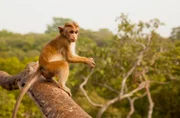 Der fünf Monate alte Ceylon-Hutaffe Jazir hat Zugang zu den besten Nahrungsmitteln und Unterkünften, da seine Mutter das Alpha-Weibchen der Gruppe ist. Polonnaruwa, Sri Lanka.