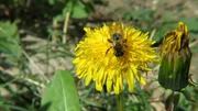 Eine Sandbiene auf einer Löwenzahnblüte.
