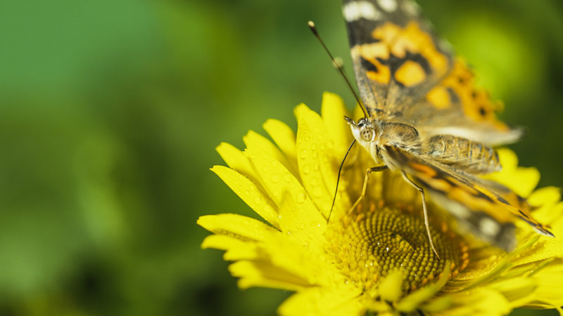 Wunderwesen Schmetterling (A, 2018)