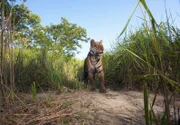 Auch dieser Tiger lief in eine Kamerafalle und beobachtet aufmerksam die Umgebung.