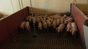 Schweinemast der Familie Kretschmer in Humprechtsau.