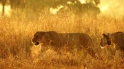MOZAMBIQUE - Sungue LionessÕs, Flavia and Helena. Gorongosa National Park, Mozambique. (National Geographic Channels/Bob Poole)