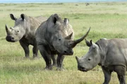 Breitmaulnashorn, Lake Nakuru.