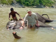 Picture shows: Dr George McGavin helps wash a domestic elephant in the jungles of southern Bhutan.