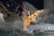 Ein Eisvogel geht im teils zugefrorenen Fluss auf Beutefang, um die kalte und nahrungsarme Jahreszeit zu überleben.