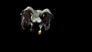 Habicht: Habichte - wahrscheinlich die wendigsten Raubvögel - jagen ihre Beute in dichten Wäldern. Nur mit 40facher Zeitlupe könne wir ihre Leistungen verstehen.