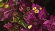 Blühende Bougainvillea.