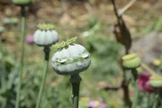 MEXICO- An Opium bulb oozes out opium gum, which is used to make heroin.