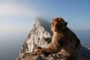 Die Berberaffen von Gibraltar sind Europas einzige frei lebende Affenart.