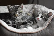 Katzenjunges